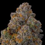 Grounded Genetics Nigiri cannabis plant image 1