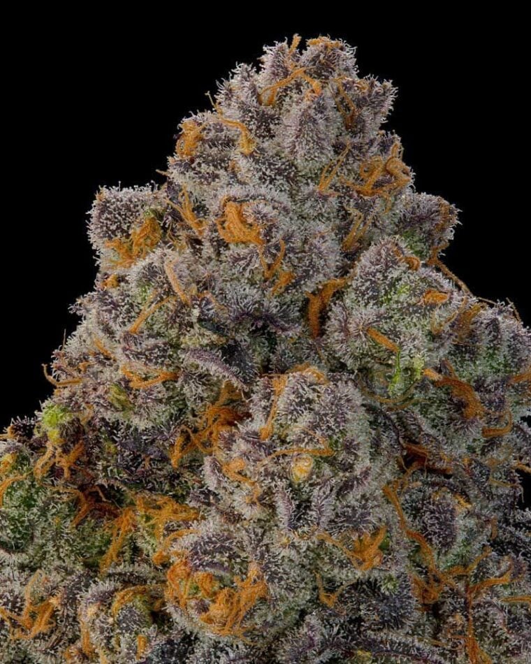 Grounded Genetics Nigiri cannabis plant image 1