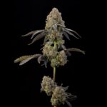 Grounded Genetics Nigiri cannabis plant image 2