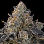 Grounded Genetics Peach Gummies cannabis plant image 1