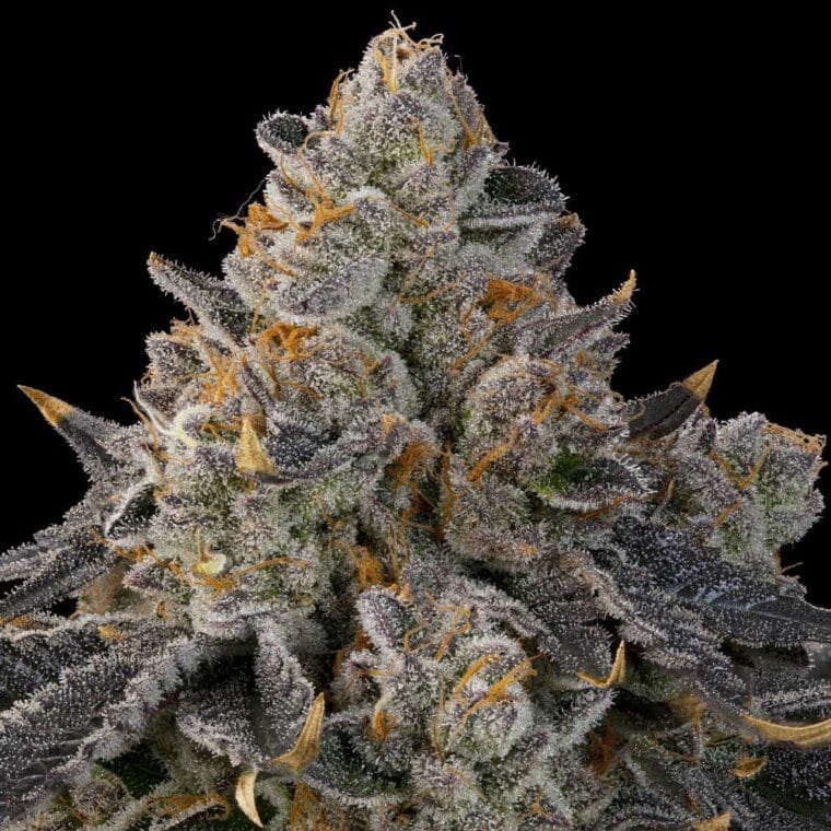 Grounded Genetics Peach Gummies cannabis plant image 1