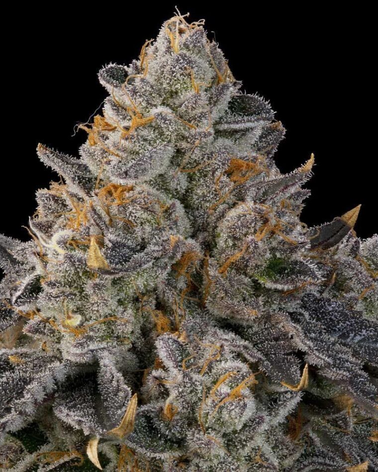 Grounded Genetics Peach Gummies cannabis plant image 1