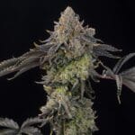 Grounded Genetics Peach Gummies cannabis plant image 2