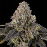 Grounded Genetics Peach Yuzu cannabis plant image 1