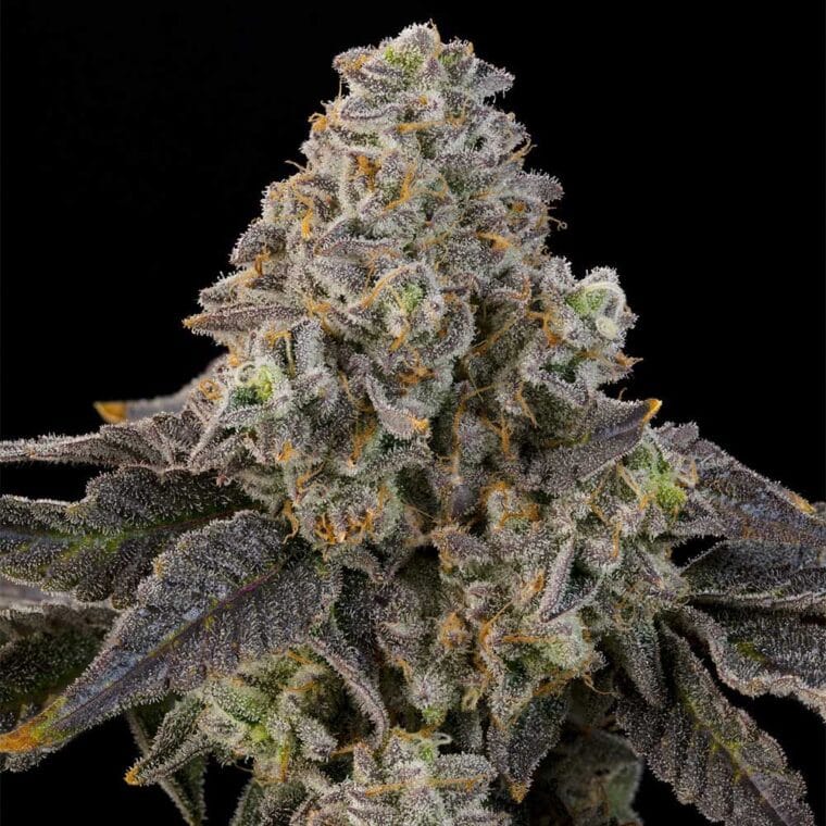 Grounded Genetics Peach Yuzu cannabis plant image 1