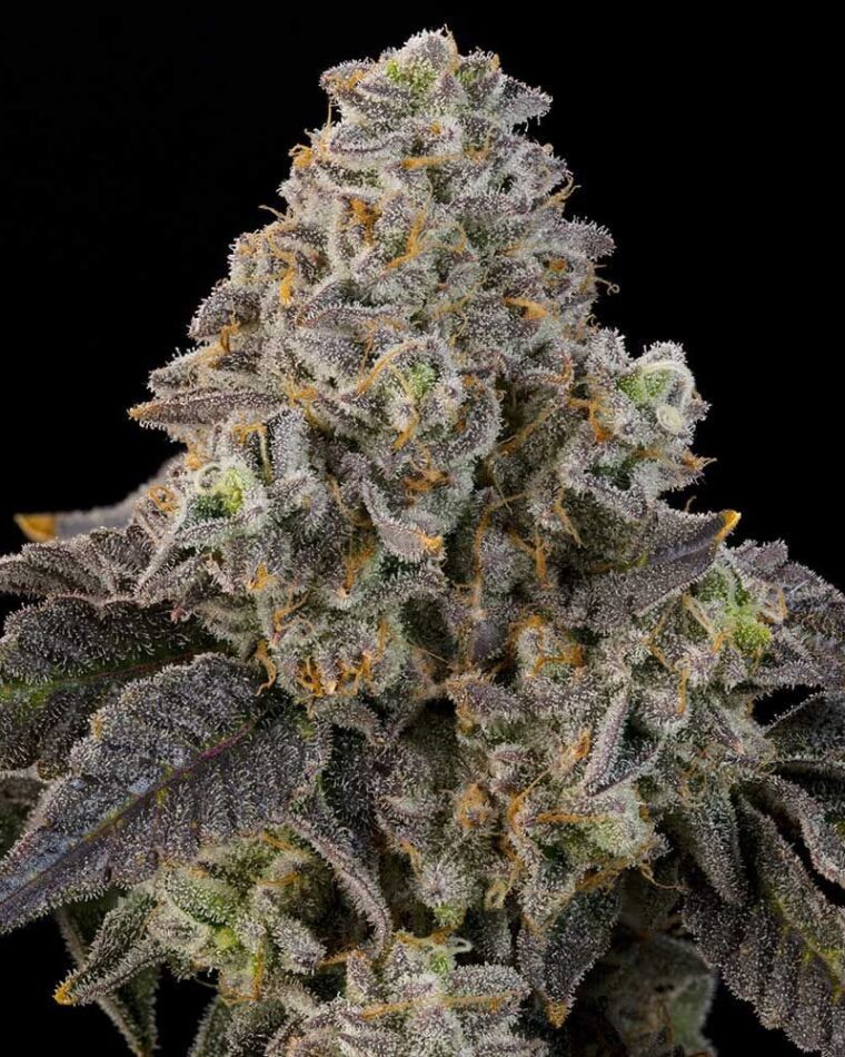 Grounded Genetics Peach Yuzu cannabis plant image 1