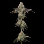 Grounded Genetics Peach Yuzu cannabis plant image 2