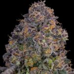 Grounded Genetics Pink Zoda cannabis plant image 1
