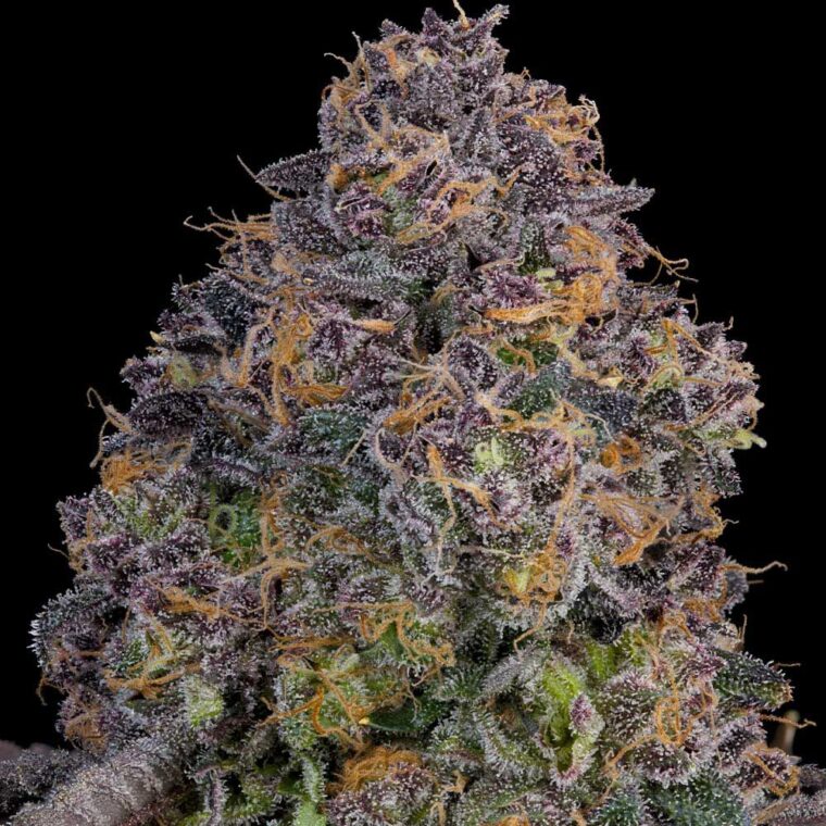 Grounded Genetics Pink Zoda cannabis plant image 1