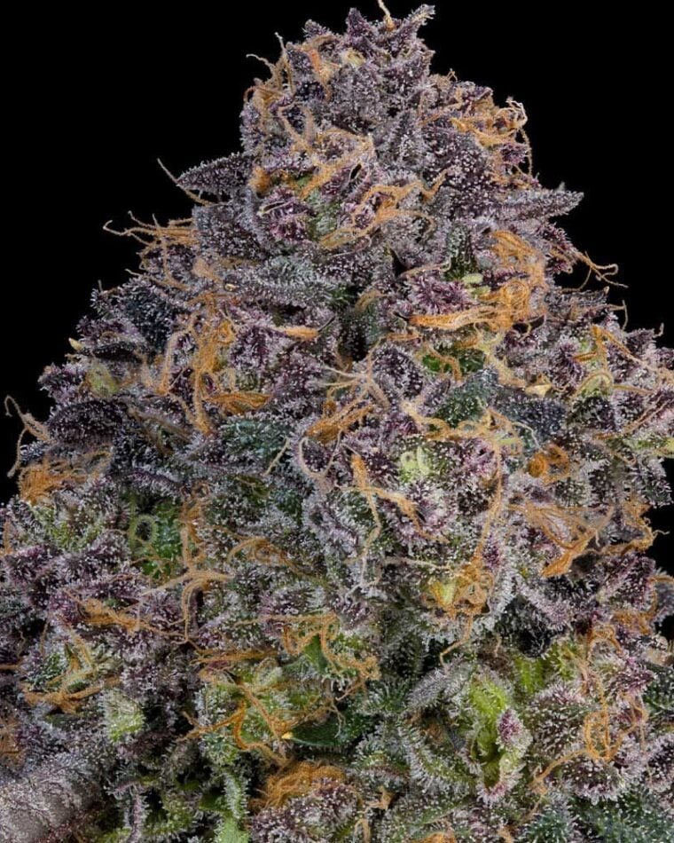 Grounded Genetics Pink Zoda cannabis plant image 1