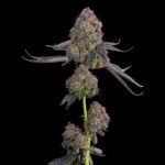 Grounded Genetics Pink Zoda cannabis plant image 2