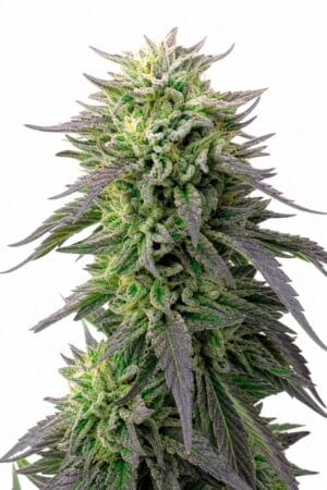 Headband x Blueberry