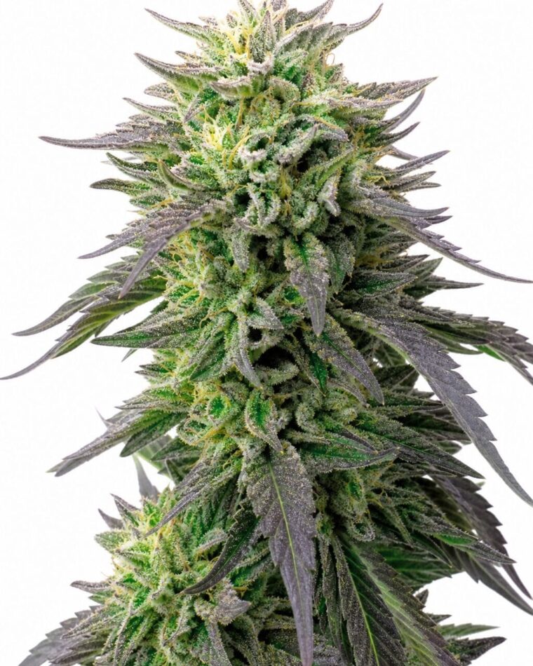 Headband x Blueberry by Seed City Bulk Cannabis Seeds plant image