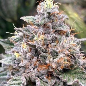 Power Frost