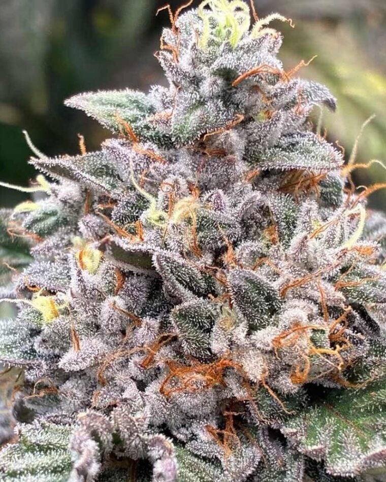 Hortilab Power Frost cannabis plant image 1