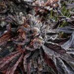 Hortilab Prisma cannabis plant image 1