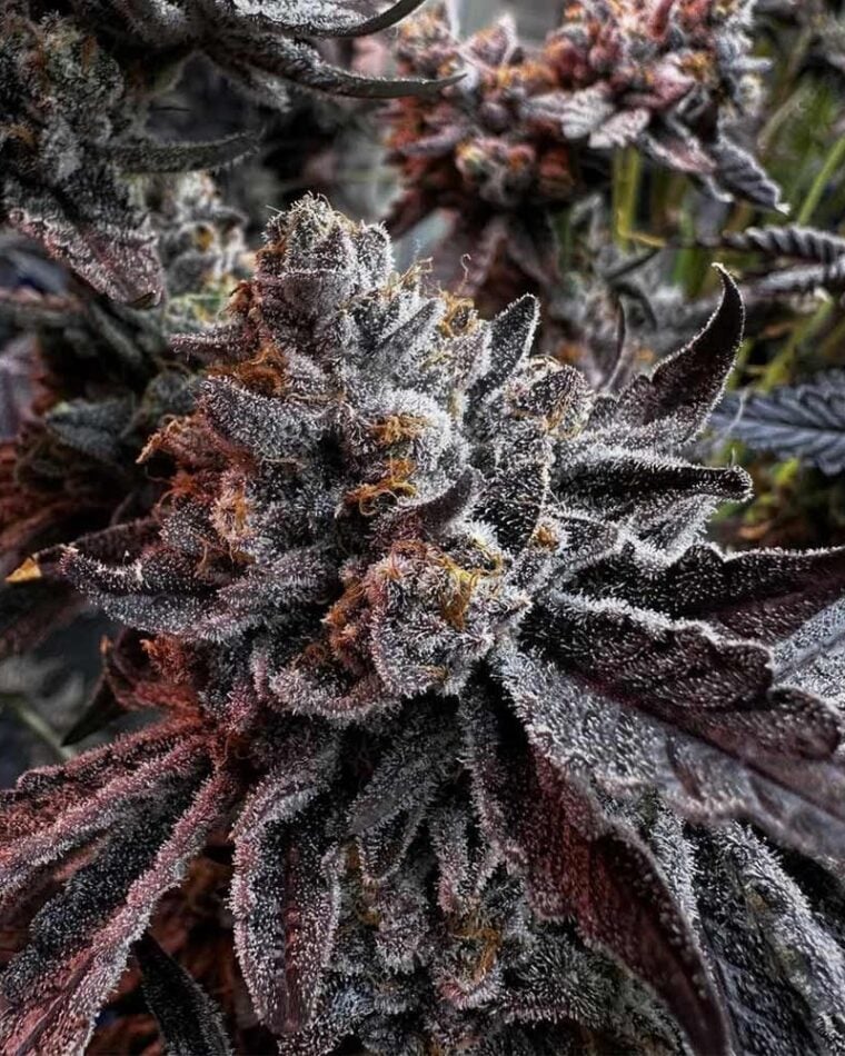 Hortilab Prisma cannabis plant image 1