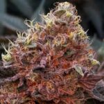 Hortilab Prisma cannabis plant image 3