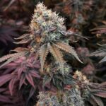 Hortilab Prisma cannabis plant image 4