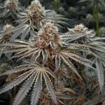 Hortilab Prisma cannabis plant image 5