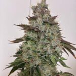 Hortilab SBSP cannabis plant image 1