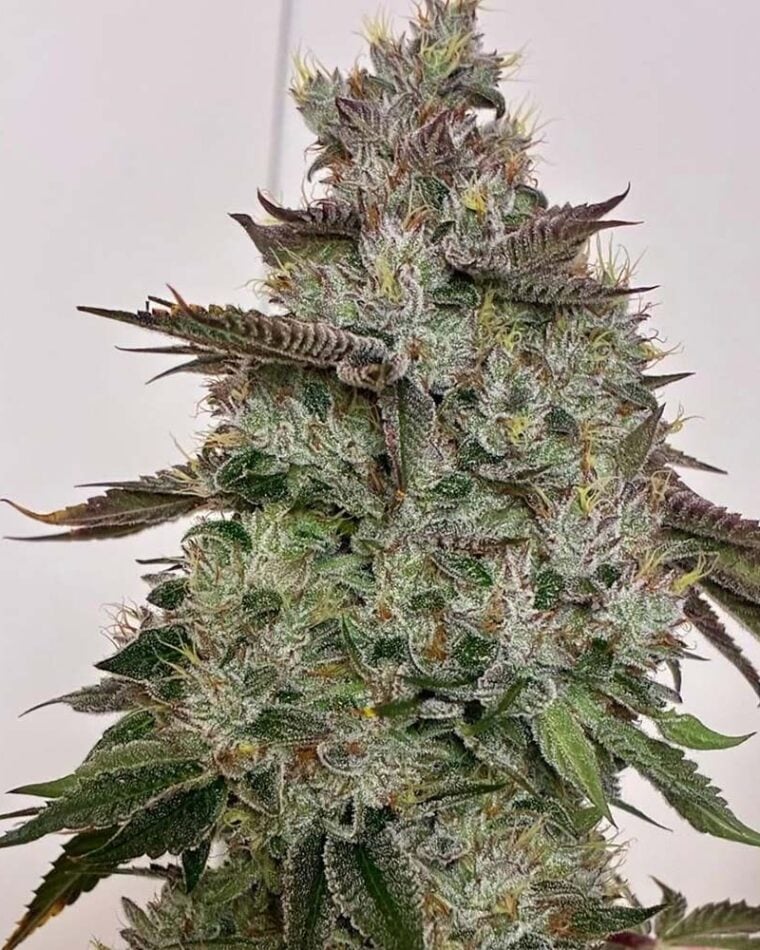 Hortilab SBSP cannabis plant image 1