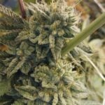 Hortilab Sour Power cannabis plant image 1