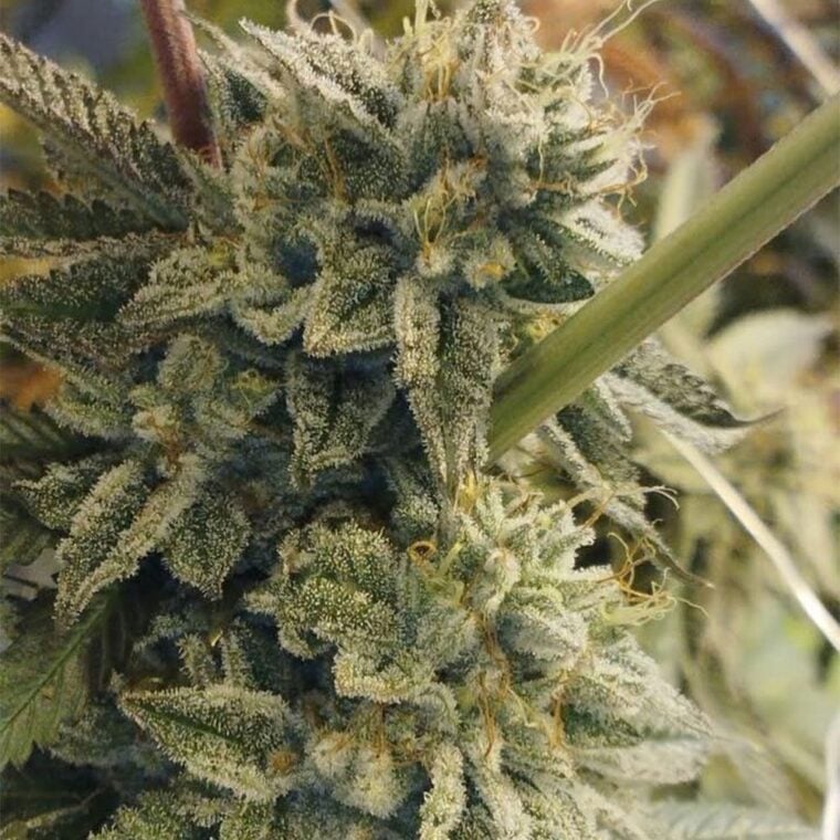 Hortilab Sour Power cannabis plant image 1