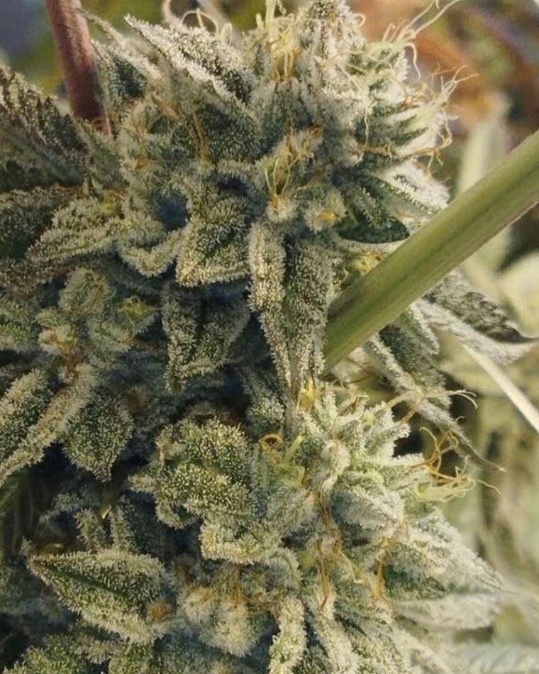 Hortilab Sour Power cannabis plant image 1