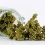 Hortilab Sour Power cannabis plant image 3