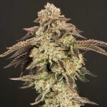 Hortilab Super Power cannabis plant image 1