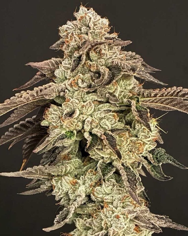 Hortilab Super Power cannabis plant image 1