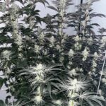 Hortilab Super Power cannabis plant image 3