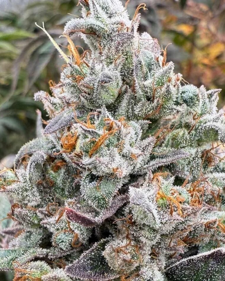 Hortilab Zing Ting cannabis plant image 1