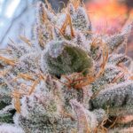 Hortilab Zing Ting cannabis plant image 3