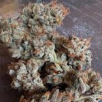 Hortilab Zing Ting cannabis plant image 4