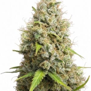 Jack Herer by Seed City Bulk Cannabis Seeds plant image