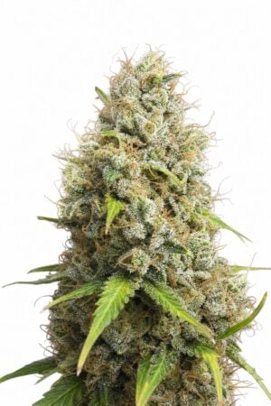 Jack Herer