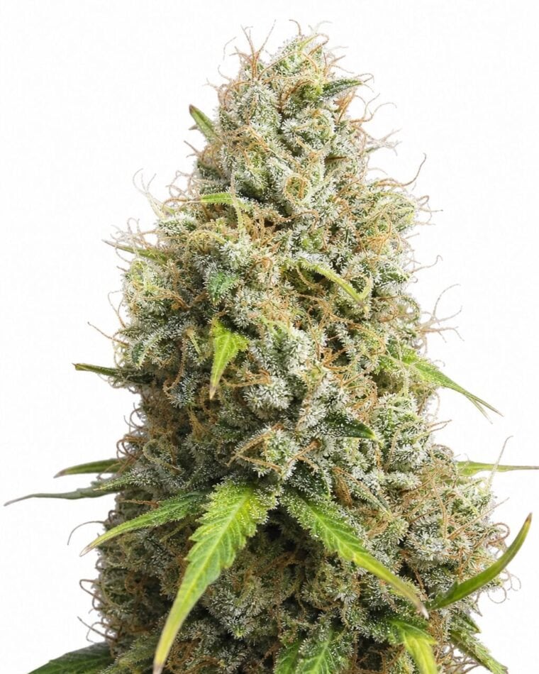 Jack Herer by Seed City Bulk Cannabis Seeds plant image