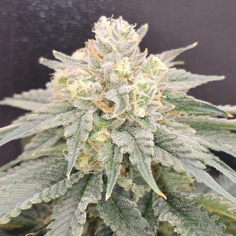 Karma Genetics Bananzi cannabis plant image 1