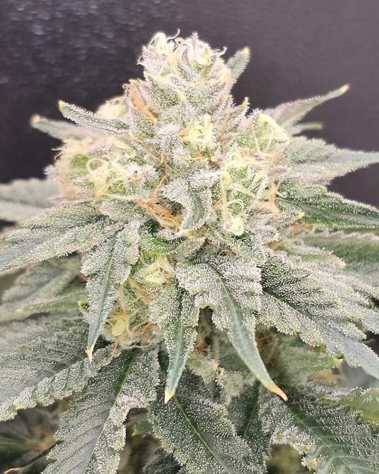 Karma Genetics Bananzi cannabis plant image 1