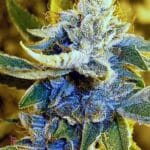 Karma Genetics Brotherhood OG cannabis plant image 1