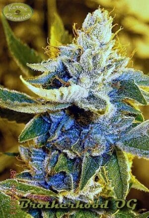 Brotherhood OG