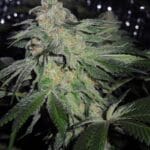 Karma Genetics Brotherhood OG cannabis plant image 2