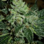 Karma Genetics Brotherhood OG cannabis plant image 3