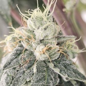 Club Kush