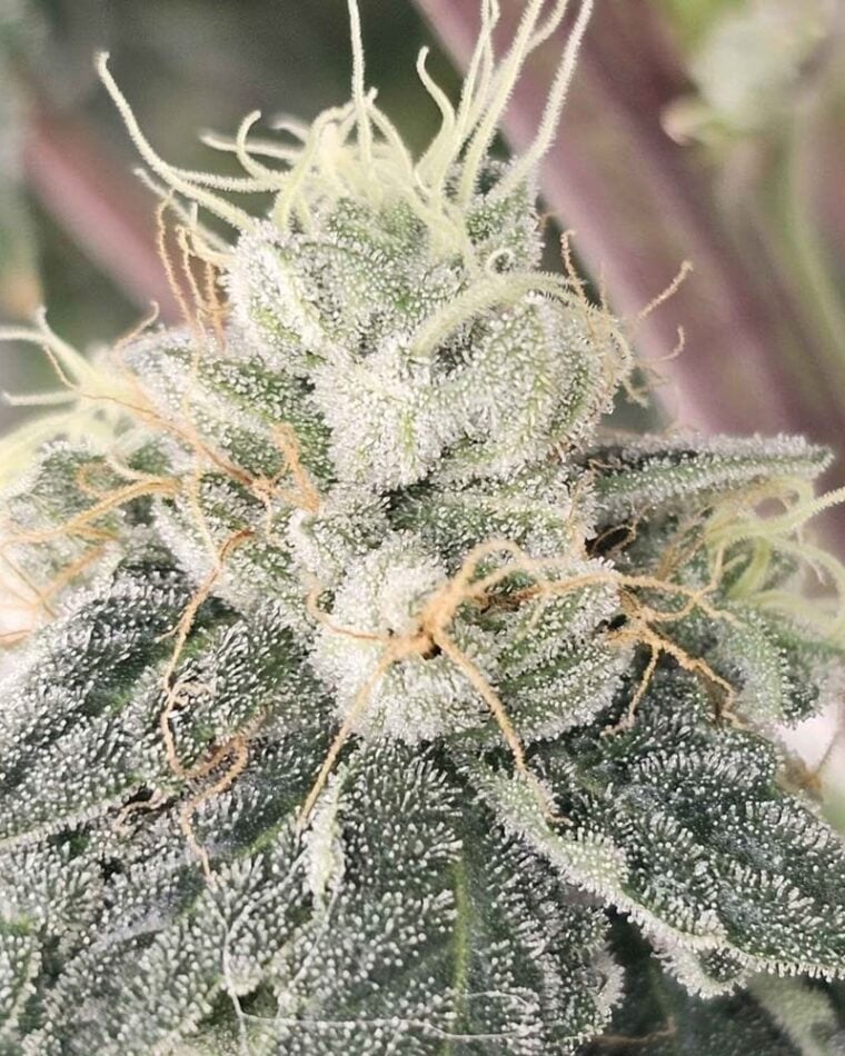 Karma Genetics Club Kush cannabis plant image 1