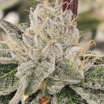 Karma Genetics Club Kush cannabis plant image 2