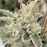 Karma Genetics Club Kush cannabis plant image 3