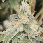 Karma Genetics Club Kush cannabis plant image 4